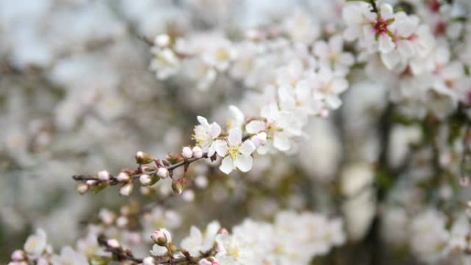 春天的花朵系列: 微风中的小簇日本灌木樱花的花朵，近距离观看，从模糊到清晰的焦点，4k电影，慢动作。