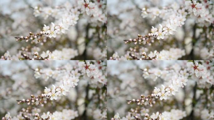 春天的花朵系列: 微风中的小簇日本灌木樱花的花朵，近距离观看，从模糊到清晰的焦点，4k电影，慢动作。