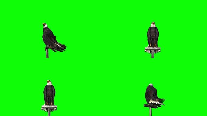 鹰飞着陆-3种不同的视图-绿色屏幕