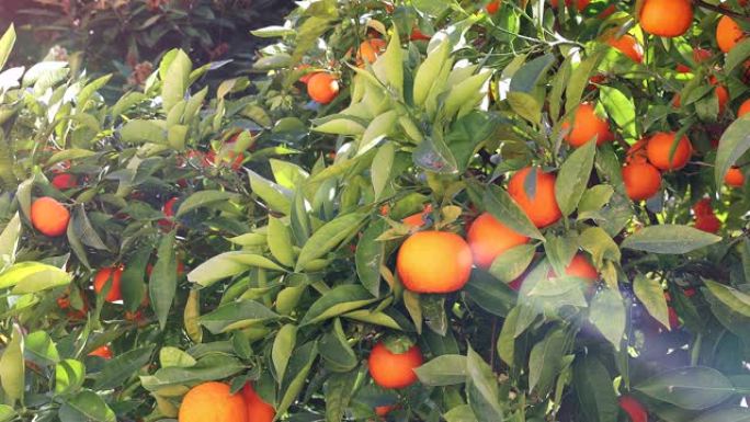 柑橘树，果实成熟
