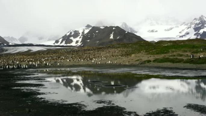 南极洲海滩上的企鹅