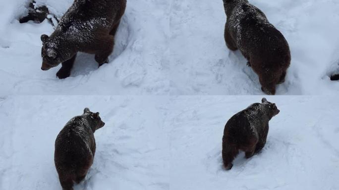 大自然冬天雪中的棕熊