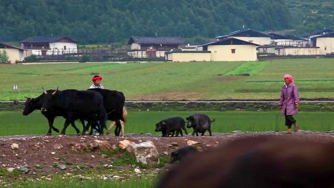 高原牧民放牧追赶耗牛黑猪