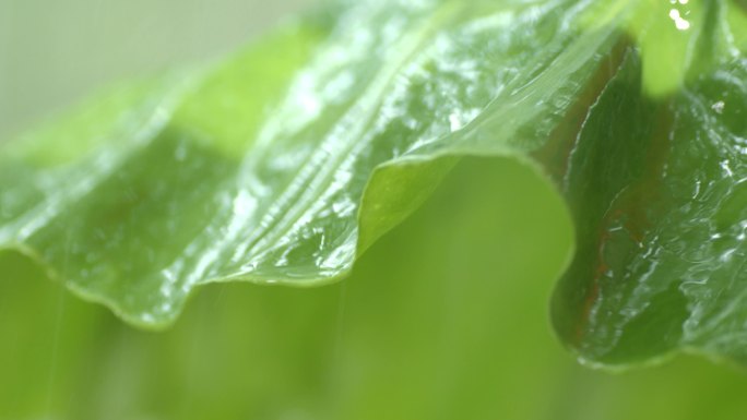 雨水打落在叶子上