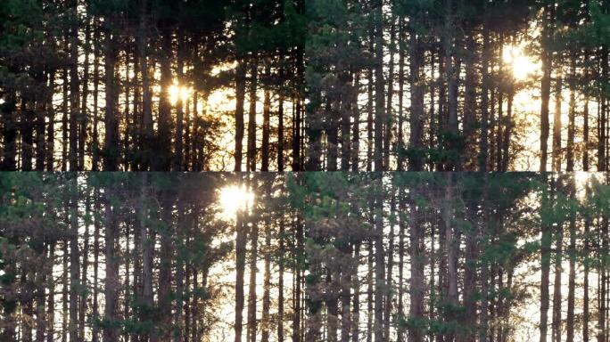 日出，4k太阳在针叶林中升起的时间流逝，春天，自然之美，阳光，户外，黎明，太阳光线