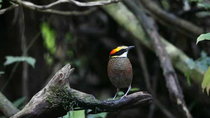 皮塔鸟: 成年雌性马来亚带状皮塔 (Hydrornis irena)