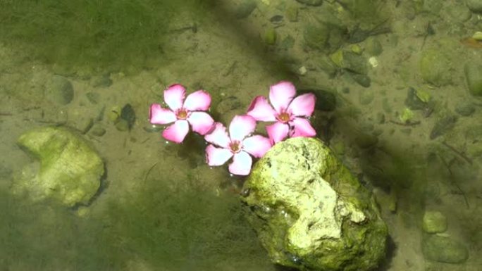 花园池塘里的睡莲。美丽的两朵粉红色的花在水中