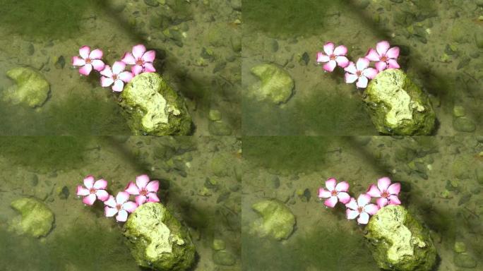 花园池塘里的睡莲。美丽的两朵粉红色的花在水中