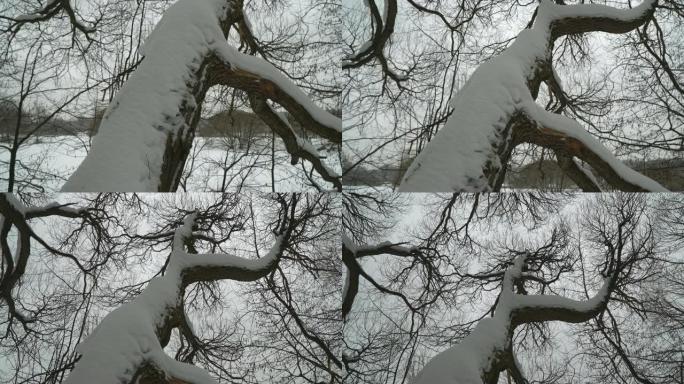 被雪覆盖的树枝