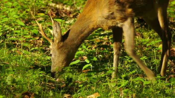 欧洲马鹿 (Capreolus capreolus)