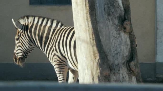 美丽的斑马去动物园围栏 (海马)