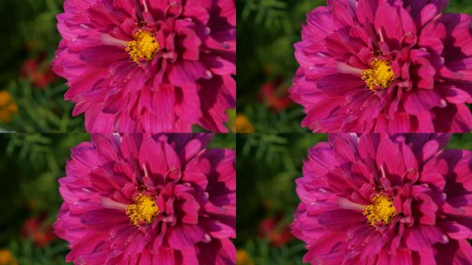 Cosmos bipinnatus双蔓越莓花胭脂红粉色浅dof4 K 2160p 30fps超高清镜