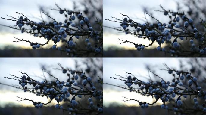 降雪期间在日落期间捕获的蓝莓浆果，五颜六色的天空