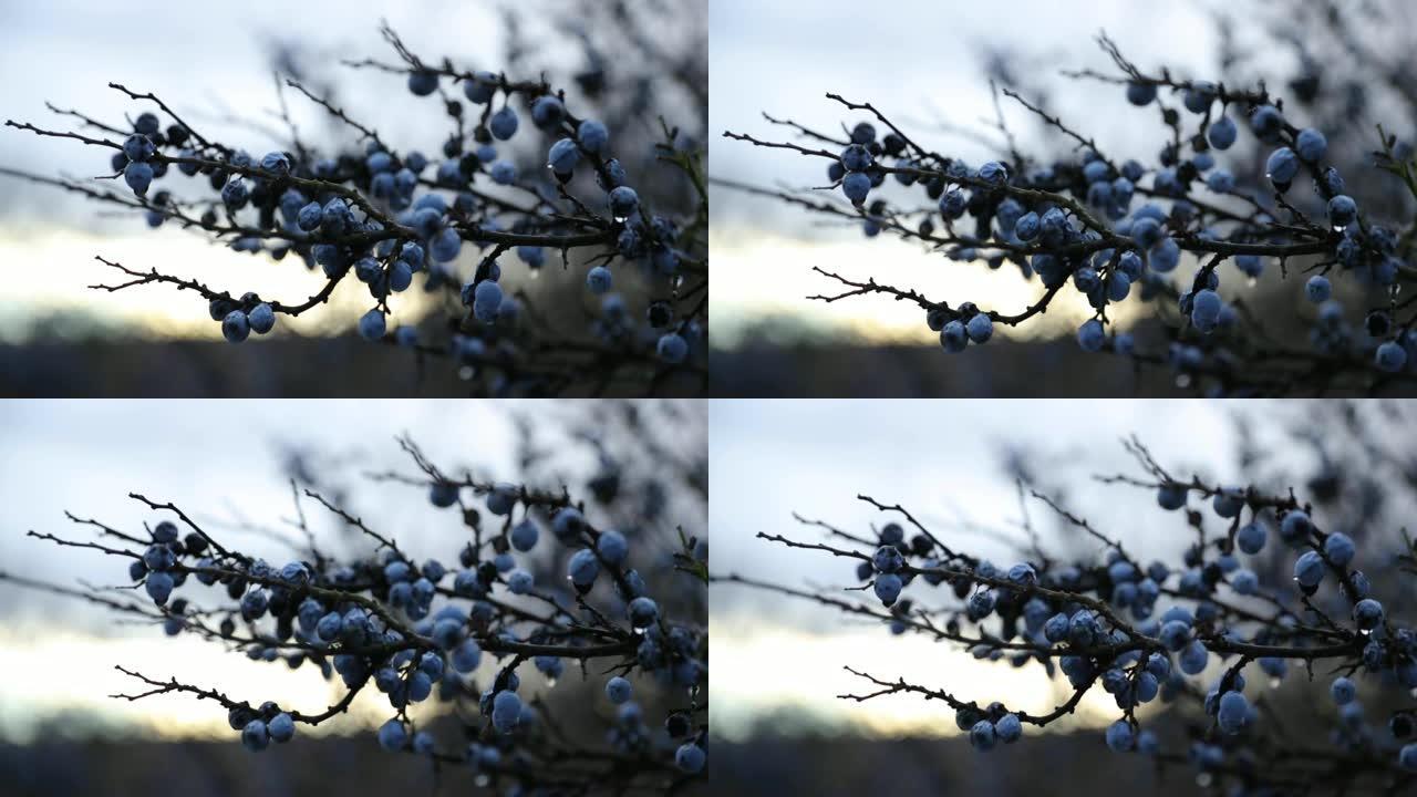 降雪期间在日落期间捕获的蓝莓浆果，五颜六色的天空