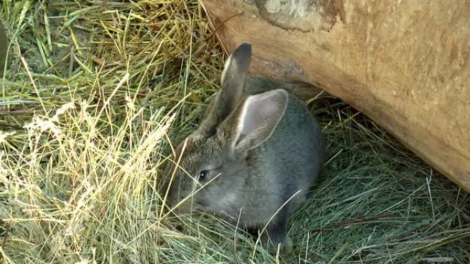 哺乳动物-兔，兔形科