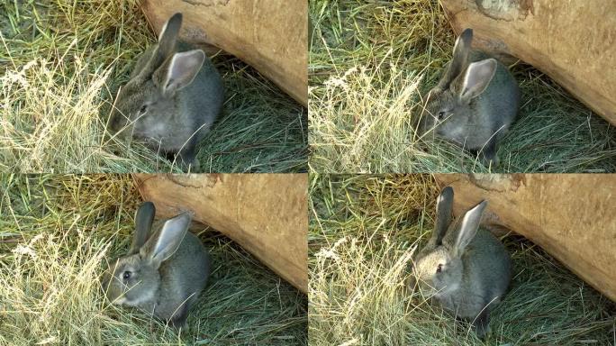 哺乳动物-兔，兔形科