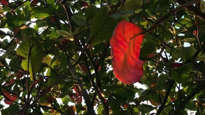 红叶随风在树上摇摆，Terminalia catappa