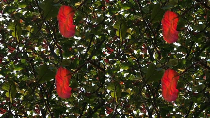 红叶随风在树上摇摆，Terminalia catappa