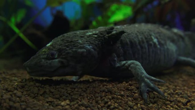 钝口螈，墨西哥蝾螈 (Ambystoma Mexicanum) 或墨西哥步行鱼，水族馆中的成年阶段，