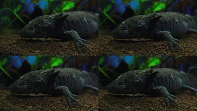 钝口螈，墨西哥蝾螈 (Ambystoma Mexicanum) 或墨西哥步行鱼，水族馆中的成年阶段，