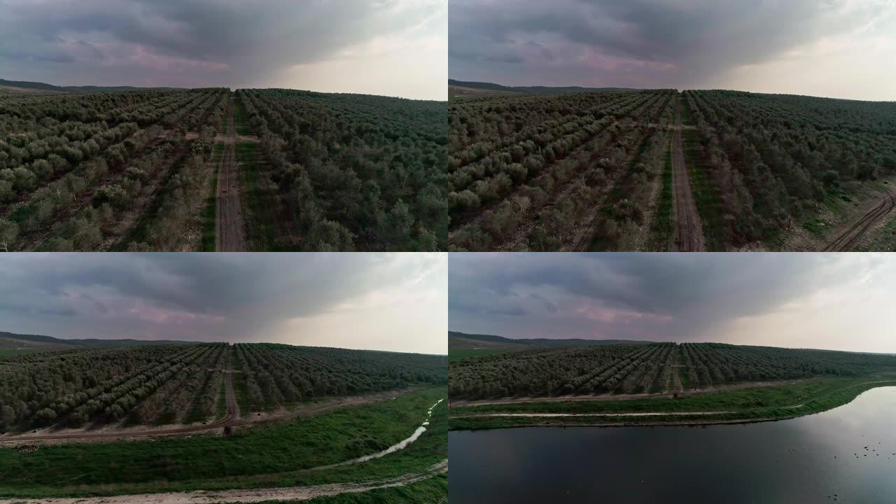 以色列一个大型橄榄种植园的航拍镜头