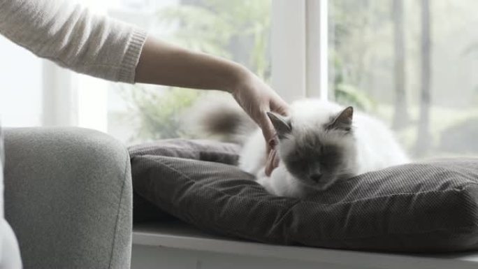 女人抚摸她躺在窗台上的猫