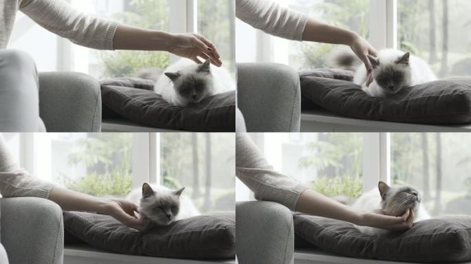 女人抚摸她躺在窗台上的猫