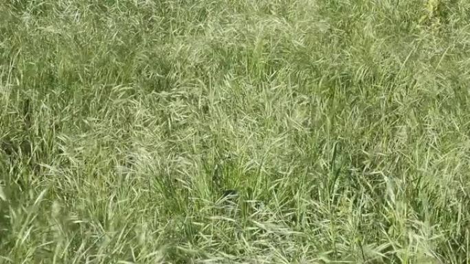 野生燕麦草