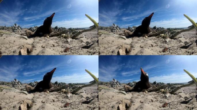 福克兰群岛海滩的Gentoo企鹅 (Pygoscelis papua)