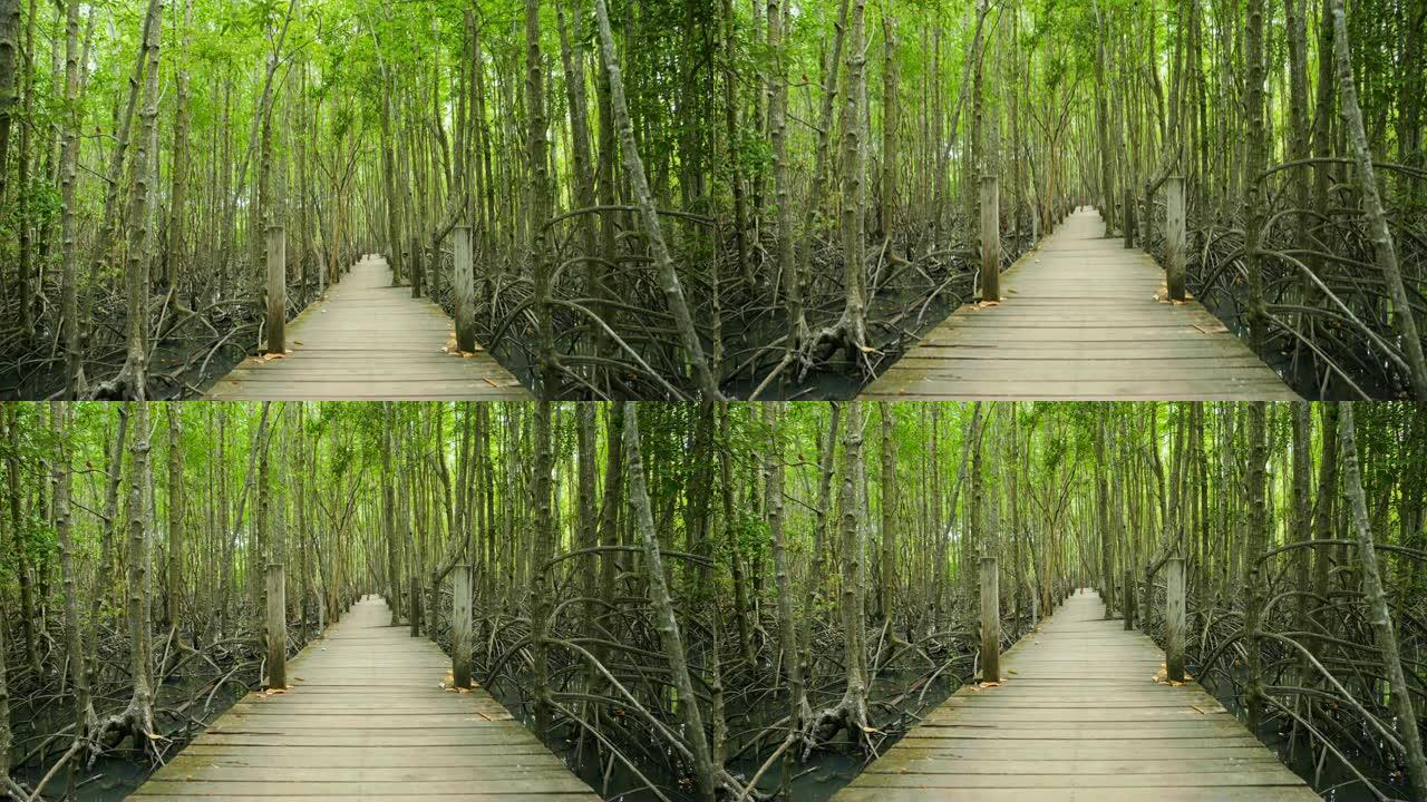 泰国罗勇府Tung proong Thong的红树林木桥的平移镜头