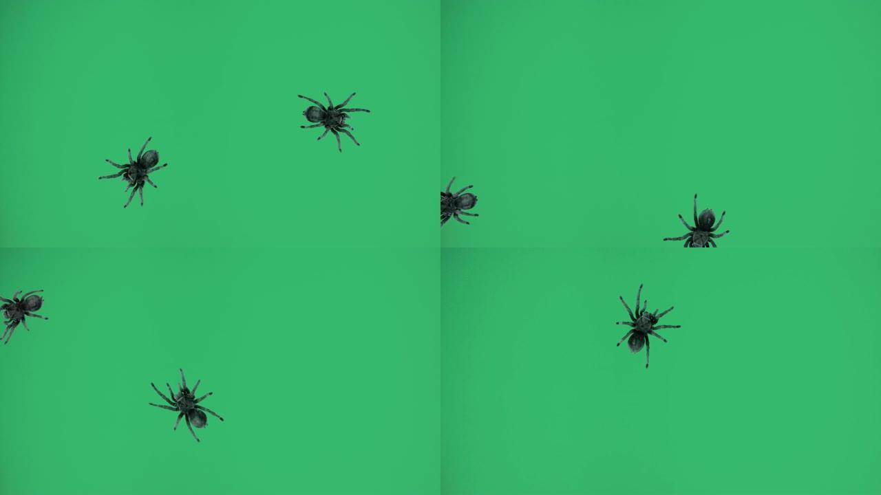 绿色屏幕上的三只黑色蜘蛛