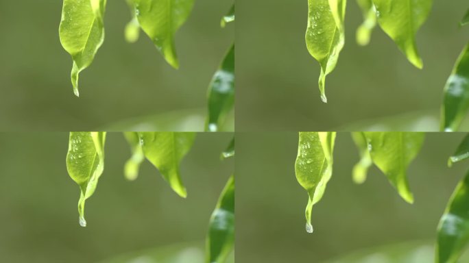 水滴从树叶滑落特写