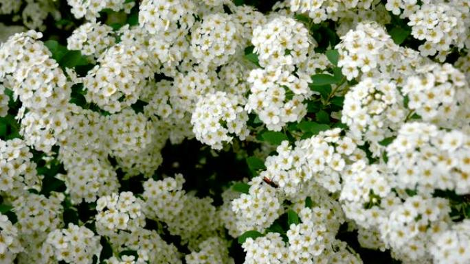 盛开的Spirea许多白色的花