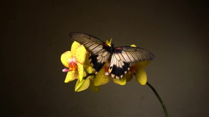 花上的蝴蝶