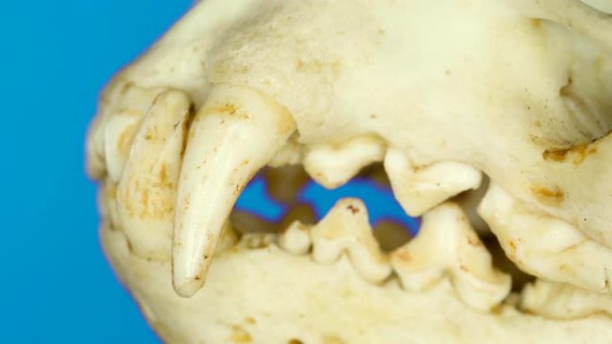 欧亚水獭的侧牙和尖牙在宏观拍摄