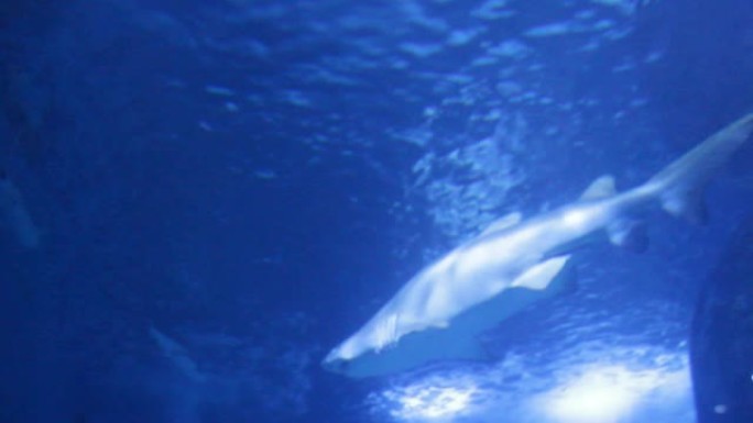 虎鲨: 沙虎鲨在水下游泳