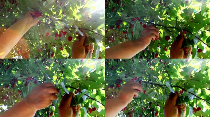 农民收集酸樱桃