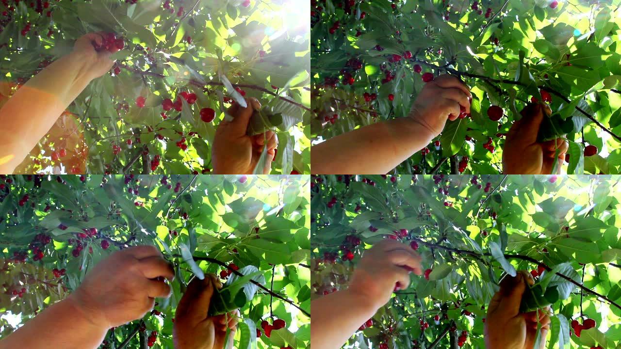 农民收集酸樱桃