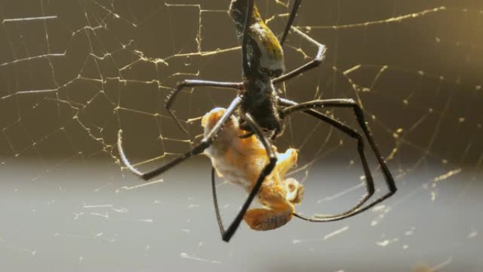 丝绸蜘蛛和蚱hopper坐在网中