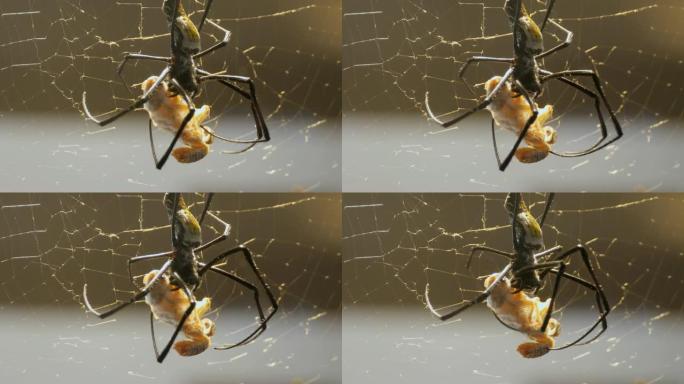 丝绸蜘蛛和蚱hopper坐在网中