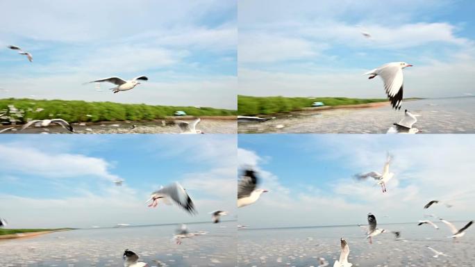 海鸥飞行到关闭相机的慢动作