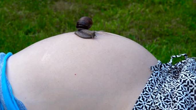 怀孕的女性胃和大蜗牛在上面爬行