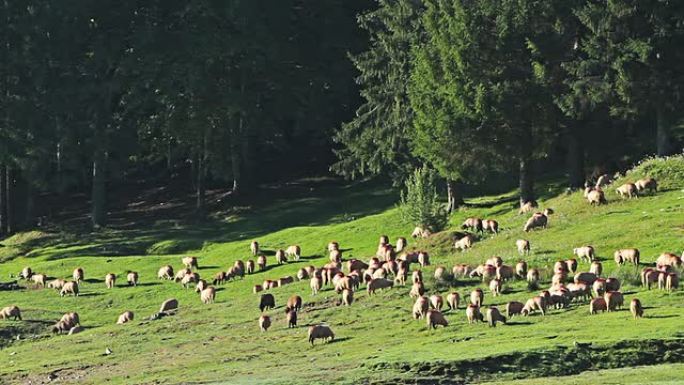在湖边的牧场上放牧的山羊羊