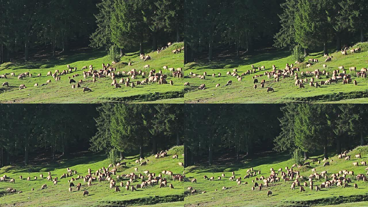 在湖边的牧场上放牧的山羊羊