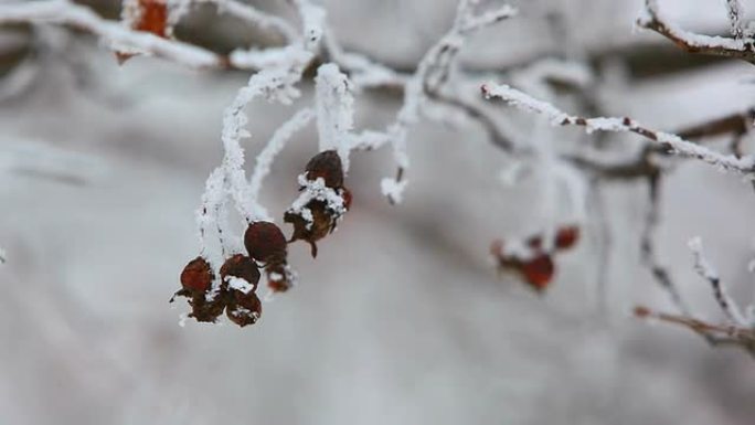 冬天的冻伤浆果