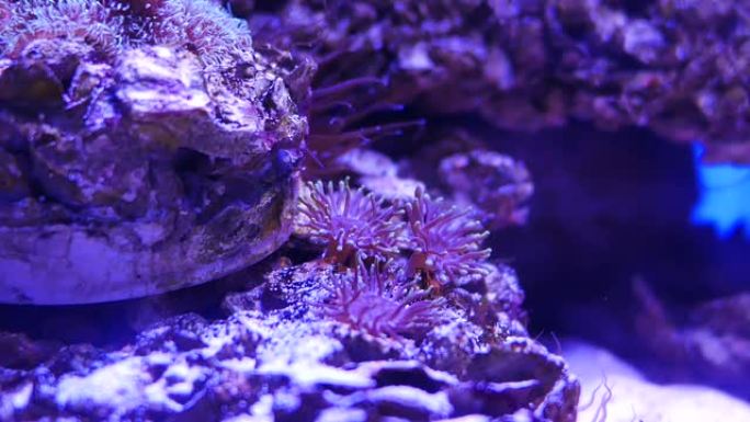 美丽的海底花与珊瑚和鱼的世界。海花在鱼缸里游动。