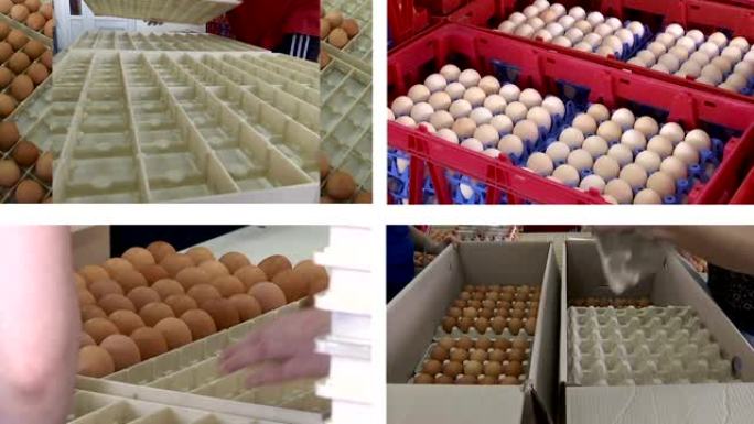 食用鸡蛋的生产-分屏