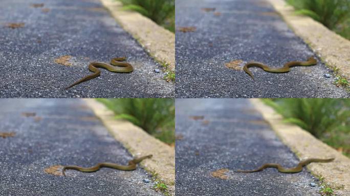 公路上爬行的蛇