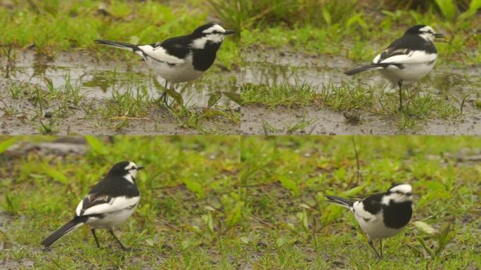 库纳希尔的白w (Motacilla alba lugens)