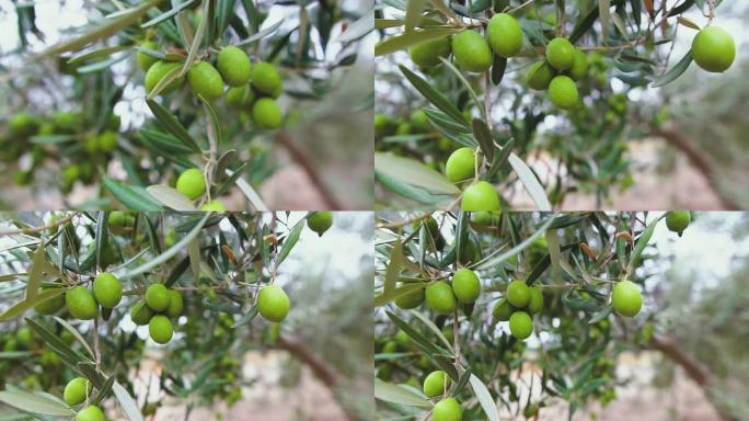 橄榄树树枝上成熟的绿橄榄。橄榄树在风中摇曳，慢动作。种植园里的橄榄树。